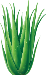 aloe vera AR BEAUTY WORLD HANAMKONDA ravalikasolutions.in